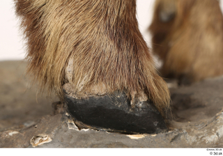 Alpine chamois Rupicapra rupicapra foot hoof leg 0011.jpg